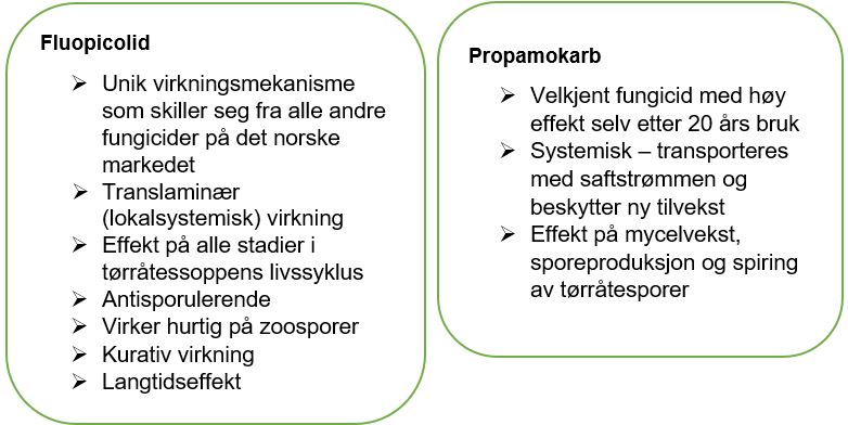 fluopicolid prokamokarb infinito tørråte